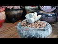 251회 동형다육~브리트니 화이트그리니~방울복랑금 원종방울복랑금 succulents 多肉