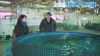 【うみのチカラ】海の異変…冬でも多い”暖水系”の魚　最新の調査と変化への適応【バンデス】