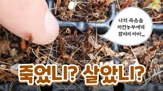 눈개승마 살아있는 모종과 죽은 모종 구별하기!