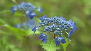 梅雨を彩るヤマアジサイ　岡山・新見市の植物園で見頃