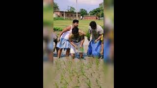 #किसान #kisan #semrasareef #kheti karte hue #up #mahrajganj #short video #long video