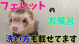 フェレット 毛並みがよくなる シャンプー の仕方 cute animal ferret