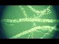 Fungal Freeways