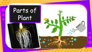 Science - Parts of the Plant - English