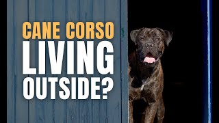 Can a Cane Corso Live Outside?