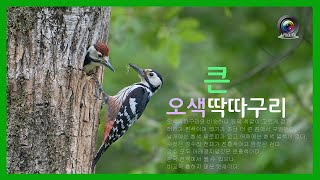 [Korean bird] Big White-backed woodpecker. Brooding