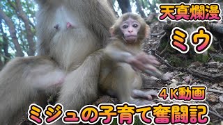 【赤ちゃん・ニホンザル・４K動画】天真爛漫　ミウちゃん