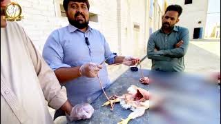 Broiler Postmortem \u0026 Disease Diagnosis A Step-by-Step Guide | ब्रॉयलर पोस्टमॉर्टम |