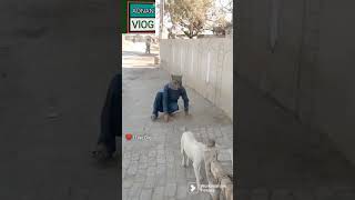 funny | funny videos | funny video | try not to laugh | funny videos 2023 | #funny #viral #shorts