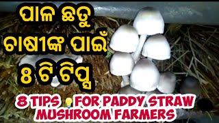 ପାଳ ଛତୁ / 8 Important Tips for paddy straw mushroom farmers / Tips \u0026 Tricks straw mushroom farming