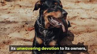 The Rottweiler Personality and Temperament