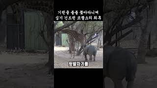 기린을 졸졸 쫓아다니며 심기 건드린 코뿔소의 최후