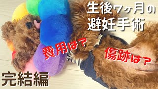 【トイプードル子犬の避妊手術】術後1週間後の記録とかかった合計費用【toy poodle】