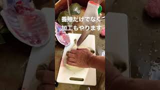 【すっぽん養殖】すっぽんを捌くって大変🥺