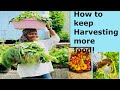 How to keep harvesting more organic vegetables at home! Pest control tips #diy #gardening