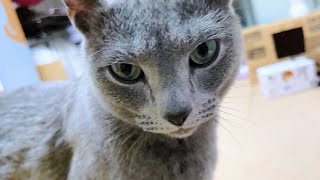 【猫動画】嫁が呼んだらダッシュでコタツから出てくるロシアンブルーが可愛すぎる【russianblue】Russian blue that comes out when you call