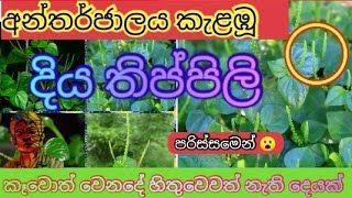 දිය තිප්පිලි කනවා කියන්නේ ඇත්තක්ද /diya thippili plant in home garden how to make