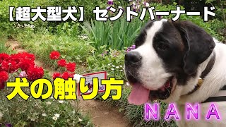 【超大型犬】セントバーナードNANA★３７回目★初めてのワンちゃんに触るときは・・★ワンちゃんの気持ち★