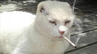 Cat smoking