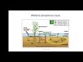 phosphorus in soil and water important concepts and emerging questions