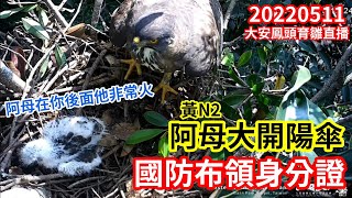 20220511 黃N2阿母大開陽傘 國防布領身分證  - 大安森林公園鳳頭蒼鷹育雛直播