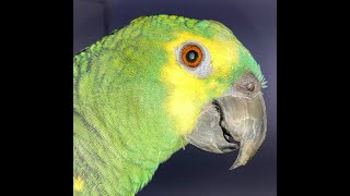 Parrot Cataract Surgery