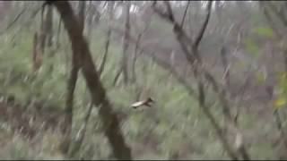 Red and White Giant Flying Squirrel