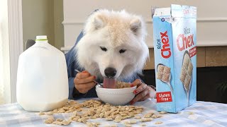 Dog with Human Hands Eating Food.  Samoyed Puppy.