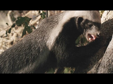 What animal eats sweat bees?