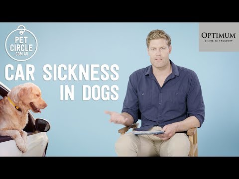 Can you give a dog Gravol for car sickness?