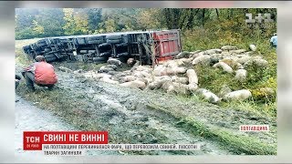 На Полтавщині фура, що везла більше сотні свиней, потрапила у ДТП