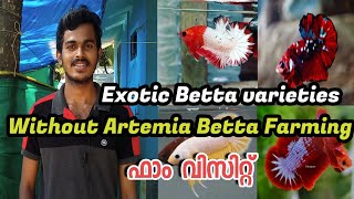 MR Betta farm Kozhikode| Betta farm visit Malayalam| Betta fish without artemia farming Malayalam