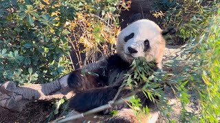 新鮮な笹に囲まれて、ご満悦なシャオくん🌿🐼😊　1月5日 ueno zoo panda