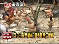 h5n2禽傳人 衛署 沒症狀－民視新聞