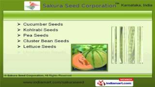 Agro Seeds By Sakura Seed Corporation, Bengaluru