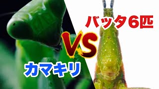 【VSシリーズ】＃37 腹ペコカマキリにバッタ6匹を戦わせてみた～I tried to fight mantis and grasshopper～