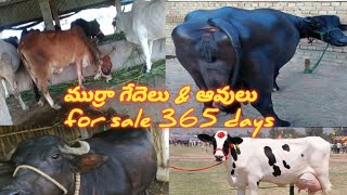 ముర్రా గేదెలు for sale 365 days(pure murrah bafellows for sale)