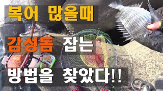 복어가 너무 많아서 힘들때 이렇게 했더니 바로 잡히네??(feat.텐궁낚시대)