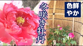 冬咲きぼたんが満開　備北丘陵公園｜地球派宣言