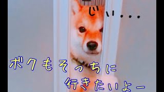 こっちに来たいけどドアを開けられずに戸惑う柴犬