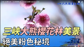 三峽大熊櫻花林 絕美粉色秘境 八大民生新聞 2021011418