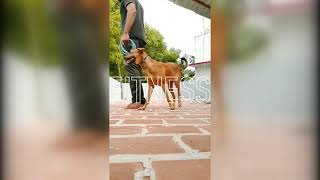 Kombai Breed - Trained Dog - 7 months Puppy - Native Breed - Female