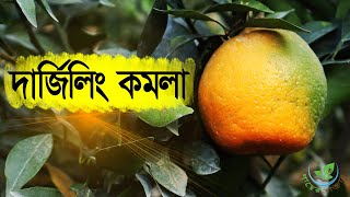 সেরা কমলার জাত পাকিস্তানি, দার্জেলিং ও থাই-২ কমলা। দার্জিলিং কমলা চাষ পদ্ধতি । চাইনিজ কমলা পদ্ধতি