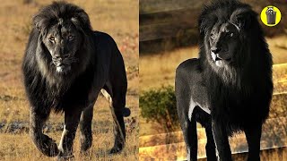 The BLACK LION?! World's Most Dangerous CROSS BREEDS 2023