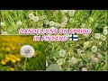 HAPPY SPRING IN FINLAND||DANDELIONS ARE JUST WEEDS ONLY||#bisayangbugay vlogs #spring