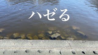 魚を釣って 食糧確保せよ ハゼ釣り2022