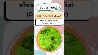 “ไข่ผำ” Super Food ที่ต้องร้อง WOW อาหารพื้นบ้านที่ให้คุณค่าทางโภชนาการ #ไข่ผำ #Greencaviar