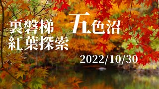 【紅葉】裏磐梯　五色沼で紅葉探索