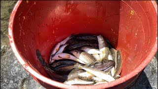 Greek goat stew, ghetto youths survival , catching river fish, Asmr nature sound