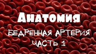 Бедренная артерия a.femoralis